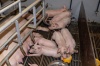Ключевые биомаркеры Streptococcus и campylobacter у поросят с диареей