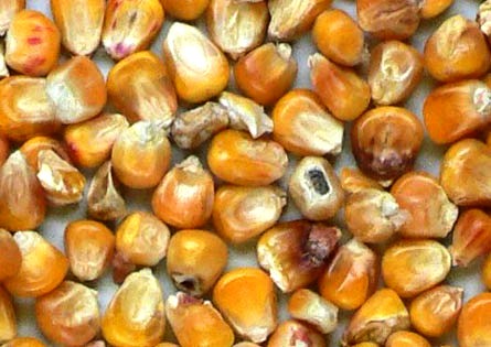 Основные факторы, способствующие распространению Альтернариоза (Alternaria disease)