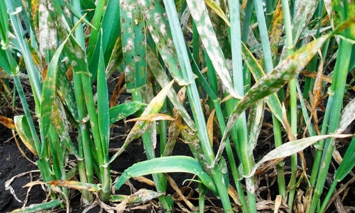 Мучнистая роса злаков: невидимый враг пшеницы и ячменя