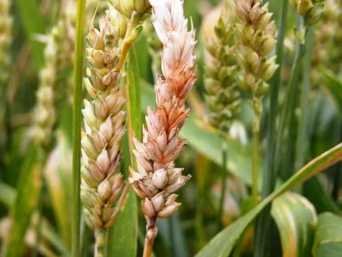 Основные факторы, способствующие распространению фузариоза колоса (Fusarium head blight)