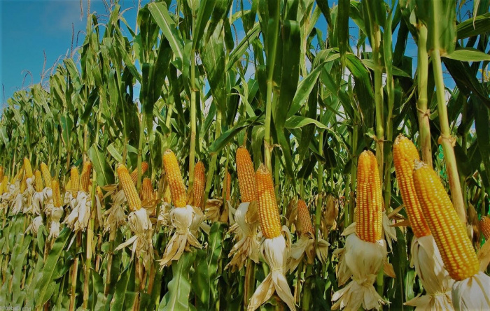Инокулянты Rhizobium снижают остаточное воздействие гербицидов на кукурузу при прорастании сои